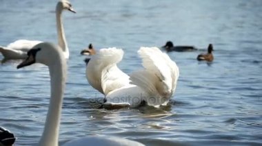 Üç asil beyaz kuğu bir nehir yüzeyi ördekler slo-mo arasında Yüzme