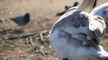 Nehir kıyısında ağır çekimde olurken kendi tüy beyaz kuğu temiz