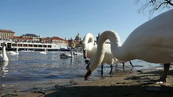 いくつかの白い白鳥がスローモーションでヴルタヴァ川の土手に水を飲む — ストック動画