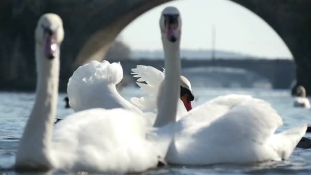 Fechar-se de vários cisnes brancos no rio Vltava em um dia ensolarado em câmera lenta — Vídeo de Stock
