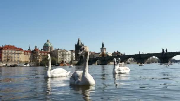 Vários cisnes brancos jovens nadando juntos no rio Vltava em câmera lenta — Vídeo de Stock