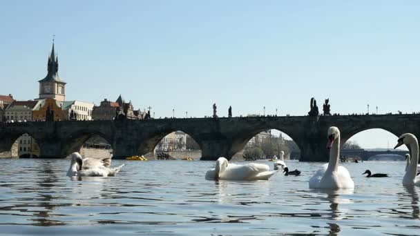 Великолепные изящные белые лебеди, плавающие у Карлова моста в замедленной съемке — стоковое видео
