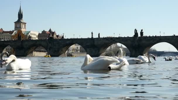 Prag'daki Charles bridge slo-mo yakınındaki Yüzme asil beyaz kuğu sürüsü — Stok video