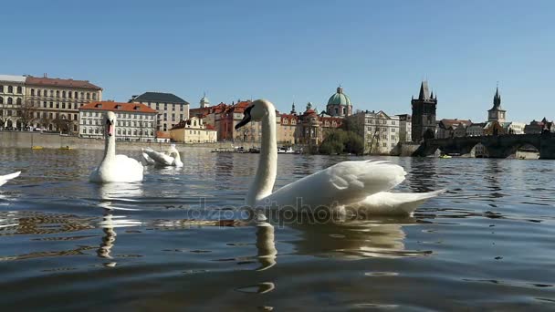 Varios cisnes blancos nadando como pájaros aristocráticos en el Moldava en slo-mo — Vídeo de stock