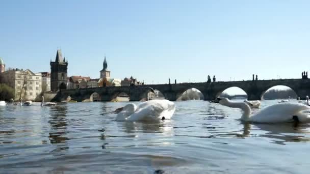 Ένα λευκό κύκνο επιθέσεις την ουρά της δεύτερης στον ποταμό Μολδάβα στο slo-mo — Αρχείο Βίντεο