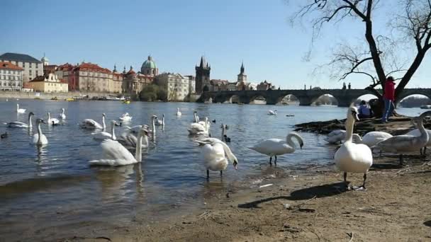 Um bando de cisnes brancos nadando em uma margem do rio em Praga em câmera lenta — Vídeo de Stock