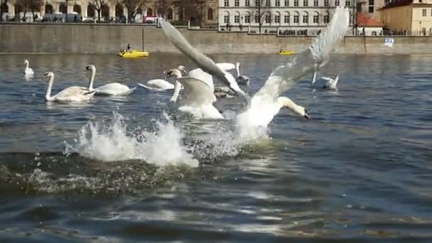 Vários cisnes tentando decolar da superfície do rio em Praga em câmera lenta — Vídeo de Stock