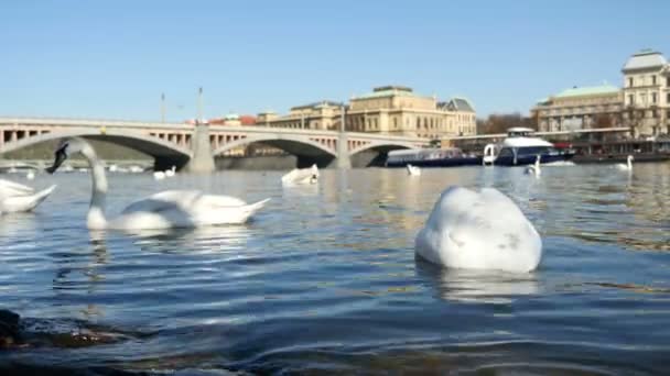 Varios cisnes blancos buscando comida en el río Moldava y un barco fluvial en slo-mo — Vídeos de Stock