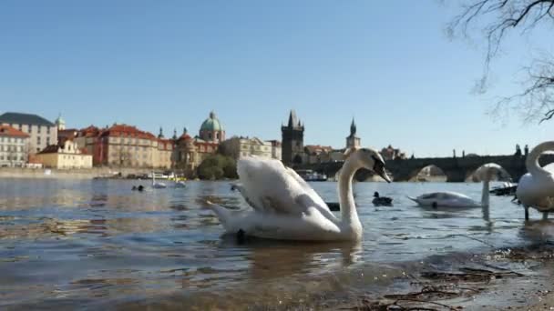 Красивый белый лебедь движется по берегу реки из воды в Праге в замедленной съемке — стоковое видео