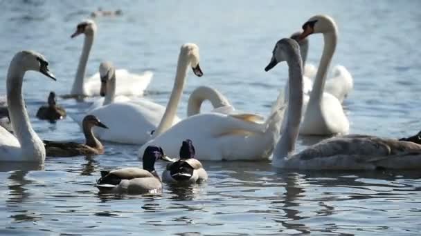 Cinco cisnes blancos nadando gentilmente en las tranquilas aguas de algún río en slo-mo — Vídeo de stock