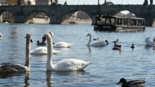 Білий swams плавання на річці Влтава, у Празі в уповільненому Русі — стокове відео