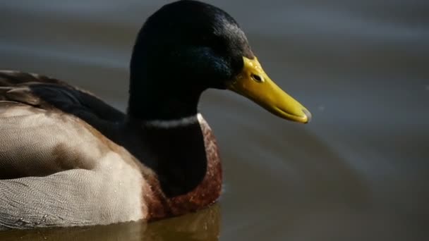 Pato macho con cabeza verde oscuro nada en la superficie de un río en cámara lenta — Vídeos de Stock