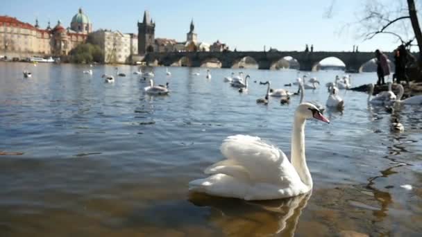 Πράγα, Τσεχική Δημοκρατία - 23 Μαρτίου 2017: ωραία λευκή κύκνοι στις όχθες του ποταμού Μολδάβα στην Πράγα το καλοκαίρι σε αργή κίνηση — Αρχείο Βίντεο