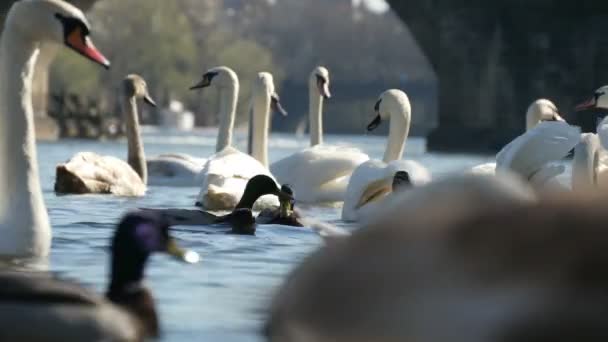 Docenas de cisnes blancos nadando no lejos del puente Charles en cámara lenta — Vídeo de stock
