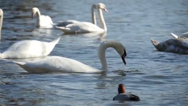 Varios cisnes blancos nadando graciosamente en la superficie de un río en cámara lenta — Vídeo de stock