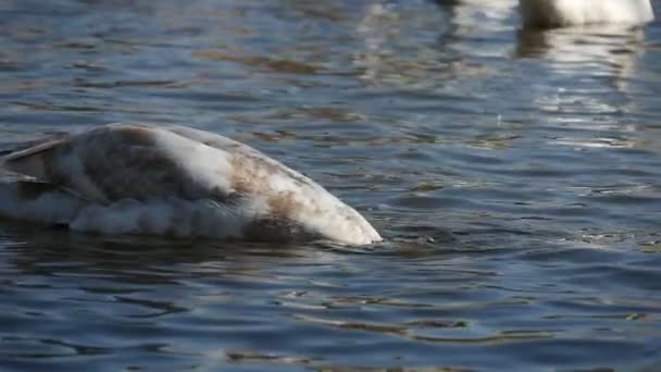 Bílá labuť řítí jeho hlavu v říční vodě hledání ryb v slunečný den v slo-mo — Stock video