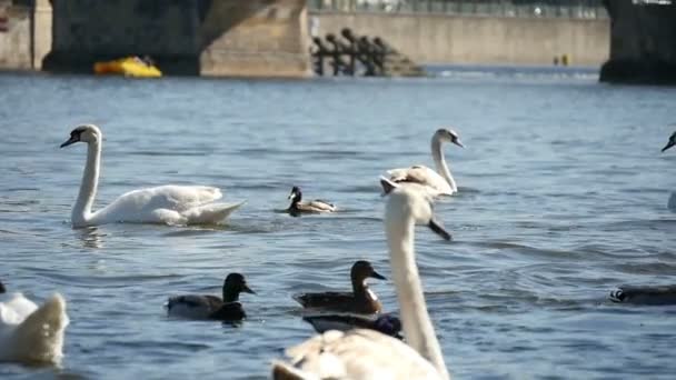 Tres cisnes blancos nadando no lejos del puente Charles en cámara lenta — Vídeo de stock