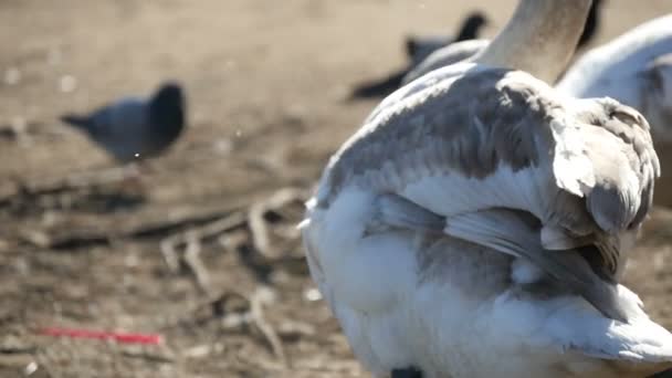 Білі лебеді очищають своє перо, перебуваючи на березі річки в повільному русі — стокове відео