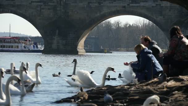 Praha, Česká republika - 23. března, 2017:People podávání úžasné bílé labutě na břehu řeky Vltavy v pomalém pohybu — Stock video