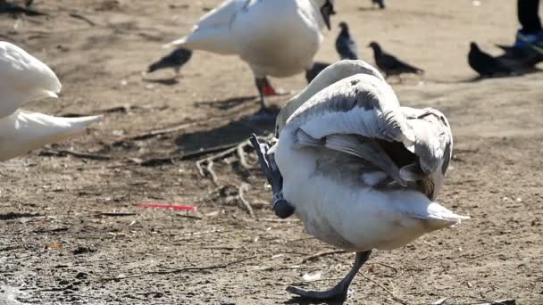 Cisne blanco levanta su pata y se rasca la cabeza de una manera divertida en cámara lenta — Vídeos de Stock