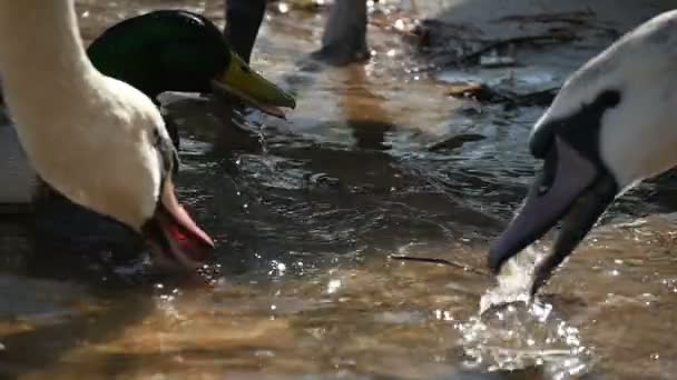 Mehrere weiße Schwämme und eine braune Ente, die in Zeitlupe an einem Flussufer Futter isst — Stockvideo