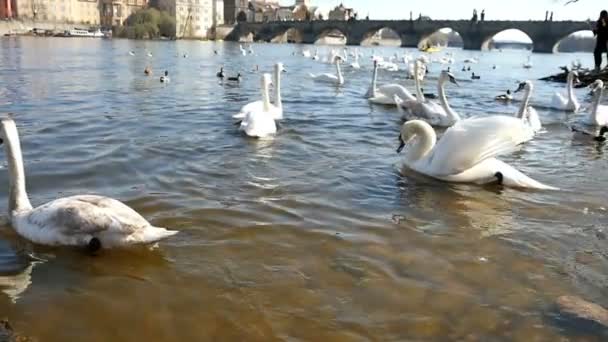 Десятки белых лебедей, плавающих недалеко от Карлова моста в замедленной съемке — стоковое видео