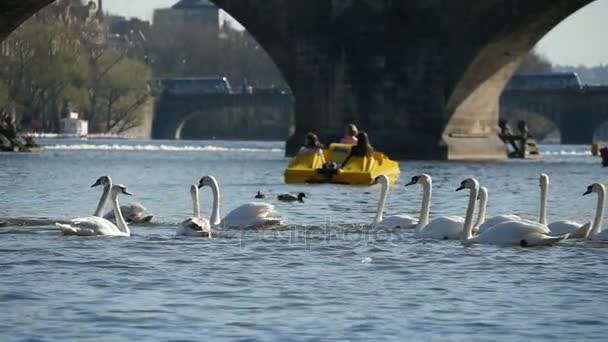 Ağır çekimde Prag'daki Charles bridge yakınındaki Yüzme beyaz kuğu sürüsü — Stok video