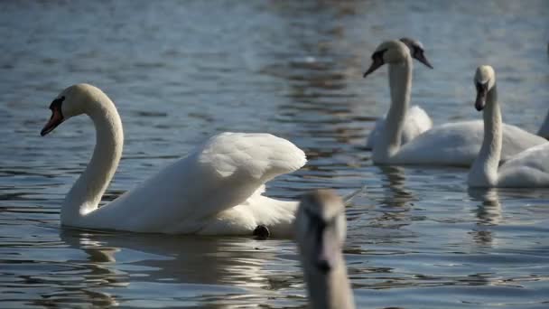 Belos cisnes brancos estão na superfície de um rio pitoresco em câmera lenta — Vídeo de Stock