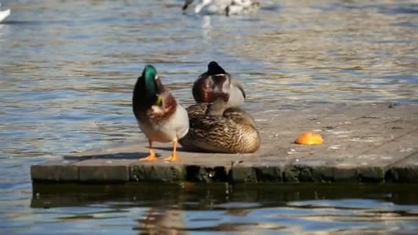 Male and female ducks are on a riverbank and swans are swimming nearby in slo-mo — Stock Video