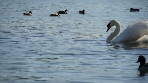 スローモーションでアヒルの間で絵のような池の表面に白い白鳥が泳ぐ — ストック動画