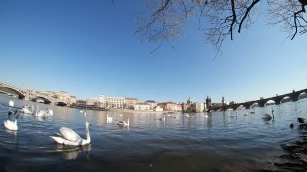 白色天鹅一起游泳不远处查理大桥在晴朗的一天 — 图库视频影像
