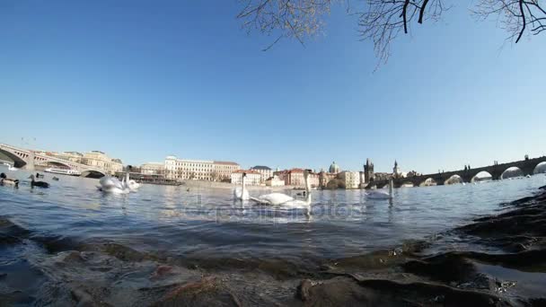 Birlikte ilkbaharda Prag'da Vltava Nehri üzerinde Yüzme beyaz kuğu sürüsü — Stok video