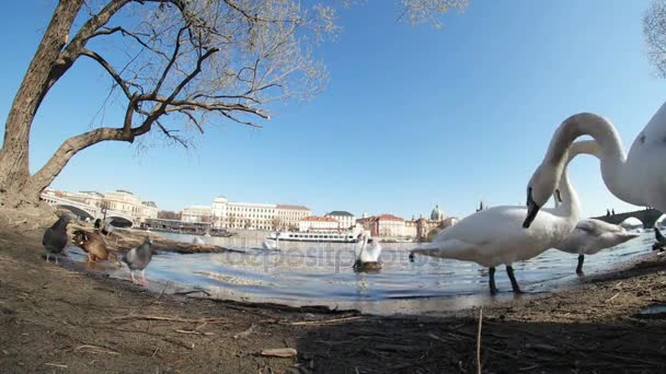 Diversi cigni bianchi sono sulla riva del fiume Moldava tra colombe e anatre in primavera — Video Stock