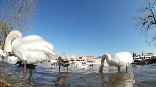Manada de cisnes blancos en la orilla del río Moldava en Praga a principios de la primavera — Vídeos de Stock