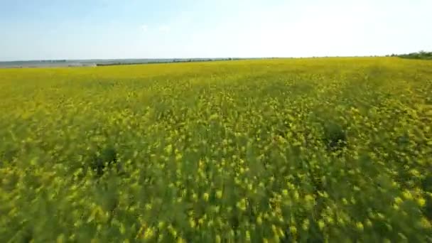 Bas volants drone coups champ agricole d'une manière rapide en Ukraine au printemps 