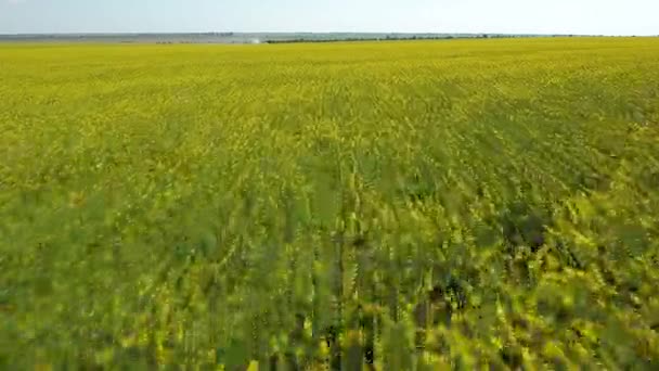 Disparo aéreo bajo de un campo agrícola desde un avión no tripulado en movimiento rápido en primavera — Vídeos de Stock