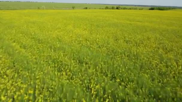 Plan aérien bas d'un champ agricole jaune et vert en Ukraine au printemps 