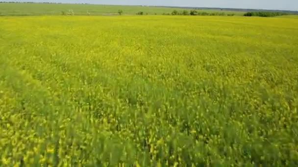 Ukrajnában a tavaszi mezőgazdasági sárga és zöld mező alacsony légi felvétel — Stock videók