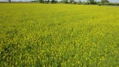 Düşük hava atış o İlkbahar geç Ukrayna'da sarı ve yeşil alana