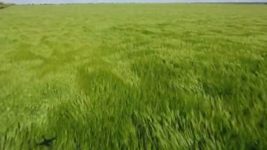 Bir tarım yeşil alanında Avrupa'nın yaz aylarında güneşli bir hava atış