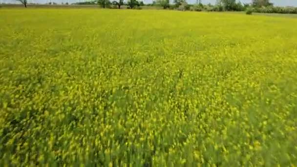 o un champ jaune et vert en Ukraine à la fin du printemps 