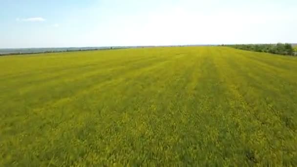 Tiro aéreo de um campo verde e amarelo agrícola na Ucrânia no final da primavera — Vídeo de Stock