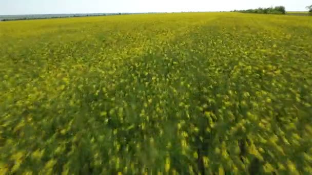 Vue aérienne d'un champ agricole en Europe de l'Est à basse altitude en été 
