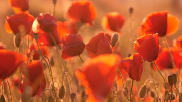 Romantic red poppies in Eastern European field under the rays of a summer sun — Stock Video