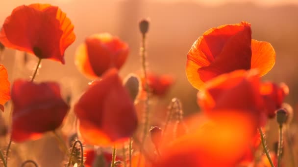 Closeup of beautiful red poppies on a huge poppy field in Europe at sunrise