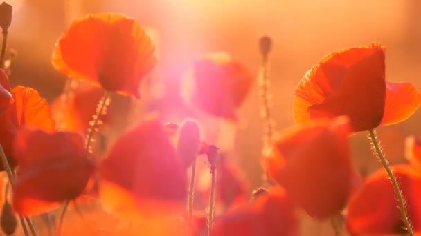 Bonitas amapolas rojas en el campo de Europa del Este bajo los rayos de un sol de verano — Vídeos de Stock
