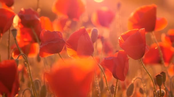 Red poppies with tender petals are waving under the blows of wind at sunrise — Stock Video