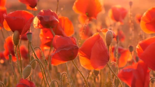 Ein Feld roter Mohnblumen winkt leicht unter den Sonnenaufgangsstrahlen in der Ukraine — Stockvideo