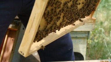 Petek Bal ve arı ile kaplı güneşli bir günde bir arı kovanı alınır 