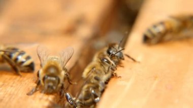 Arılar bir ahşap yüzey bir arı kovanına içinde bir şey arayan makro çekim